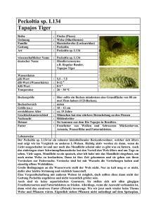 Peckoltia sp. L134 Tapajos Tiger - heiko
