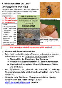 Infoblatt Citrusbockkäfer, Buchsbaumschädlinge