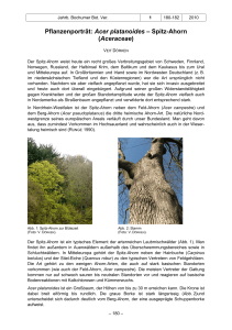 Pflanzenporträt: Acer platanoides – Spitz
