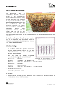 Einteilung des Bienennests