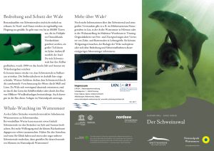 Der Schweinswal - Nationalpark Wattenmeer