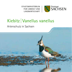 Kiebitz Artenschutz in Sachsen - Publikationen