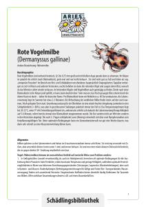 Rote Vogelmilbe (Dermanyssus gallinae)