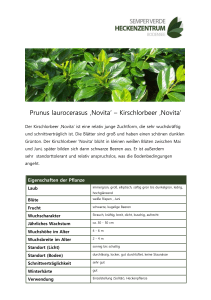 Prunus laurocerasus ‚Novita` – Kirschlorbeer ‚Novita`