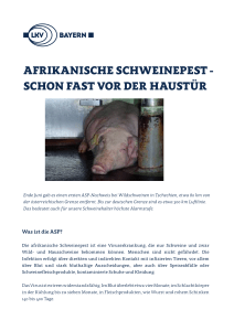 afrikanische schweinepest - schon fast vor der