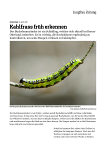 Jungfrau Zeitung - Kahlfrass frÃ¼h erkennen