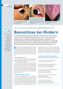 Besnoitiose bei Rindern - Tiergesundheitsdienst Bayern
