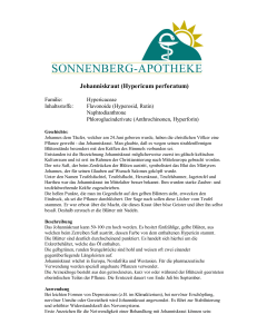 Johanniskraut (Hypericum perforatum) - Sonnenberg