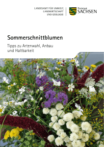 Sommerschnittblumen – Tipps zu Artenwahl, Anbau und Haltbarkeit