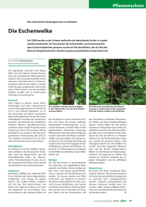 Die Eschenwelke - Waldwissen.net