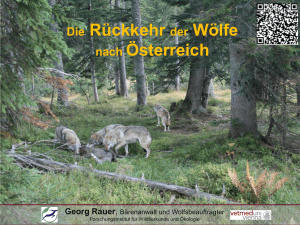 Die Rückkehr der Wölfe nach Österreich