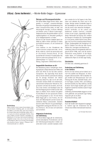 Carex baldensis L.
