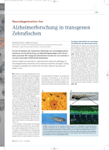 Alzheimerforschung in transgenen Zebrafischen