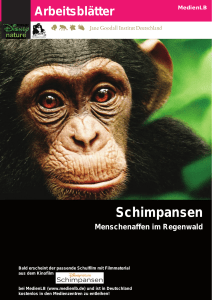 Schimpansen - Kreismedienzentrum Waldshut