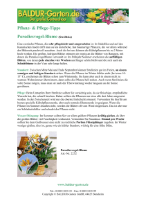 Pflege-Tipps Paradiesvogel-Blume (Strelitzia) - BALDUR