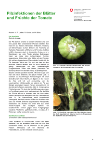 Pilzinfektionen der Blätter und Früchte der Tomate