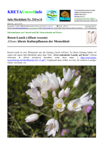 Allium roseum - Kreta Umweltforum