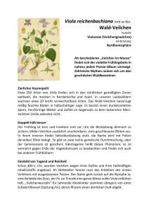 Styrax japonica - Freundeskreis Botanischer Garten