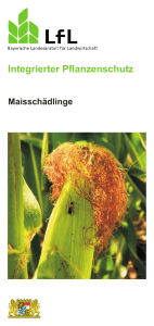 Maisschädlinge für Internet.cdr