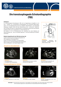 Die transösophageale Echokardiographie (TEE)