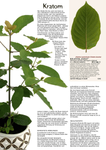 Kratom - Rühlemann`s Kräuter und Duftpflanzen