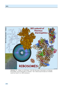 MPG Abbildung 78: Collage von J.M. Harms ,,Die 30S ribosomale