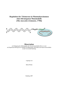 Regulation der Telomerase in Mammakarzinomen eines