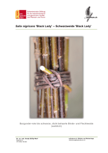 Schwarzweide `Black Lady` - SORTENBESCHRIEB
