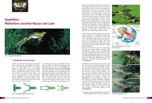 Amphibien – Wirbeltiere zwischen Wasser und Land
