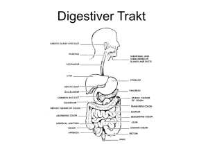 Digestiver Trakt