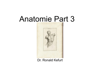 anatomie part 3