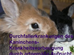 - Kaninchenzuchtverein F74 Ilten