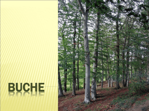 Buche - Luterbach