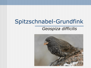 Präsentation Spitzschnabel Grundfink - Quirinus