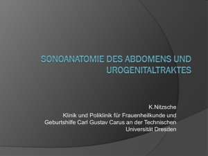 Sonoanatomie des Abdomens und Urogenitaltraktes