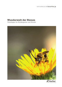 Wunderwelt der Bienen - Naturmuseum Solothurn