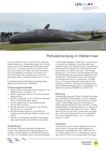 PDF zum - Nationalpark Wattenmeer