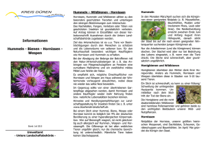 Informationen Hummeln - Bienen - Hornissen