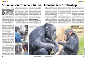 Schimpansen trainieren für die Frau mit dem Stethoskop