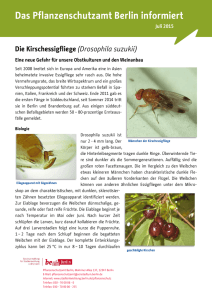 Die Kirschessigfliege (Drosophila suzukii)
