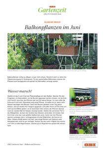 Balkonpflanzen im Juni