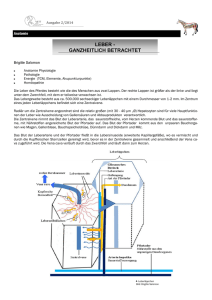 LEBER - GANZHEITLICH BETRACHTET