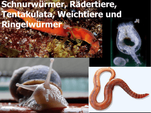 Scnurrwürmer, Rädertiere, Fadenwürmer, Kratzer und Weichtiere