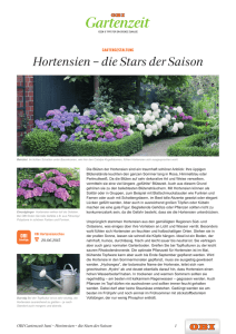 Hortensien – die Stars der Saison