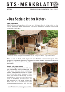 Das Soziale ist der Motor - Schweizer Tierschutz STS