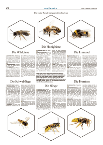 Die Honigbiene Die Wildbiene Die Schwebfliege Die Hummel Die