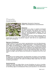Phazelia - Landwirtschaftskammer