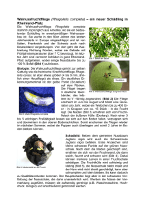 Walnussfruchtfliege (Rhagoletis completa) - Pflanzenschutz