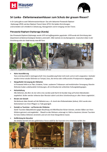 Sri Lanka - Elefantenwaisenhäuser zum Schutz der grauen Riesen?