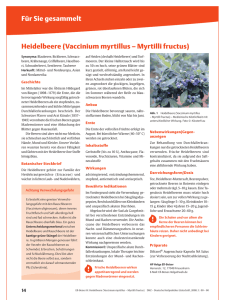 Heidelbeere (Vaccinium myrtillus – Myrtilli fructus) Für Sie gesammelt